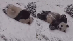 Adorable video: Panda slides and rolls in snow