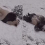 Adorable video: Panda slides and rolls in snow