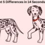 Spot The Difference: Find 5 differences between two pictures in 14 sec