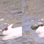 Snake grabs a crane by its wing, the response will surprise you