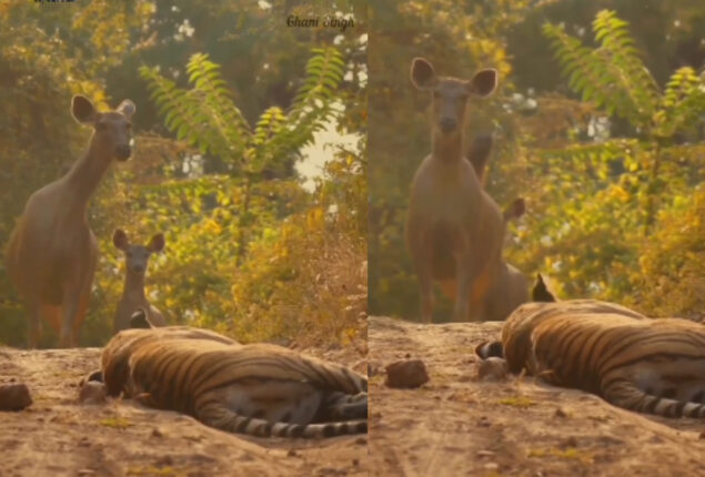 tiger