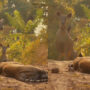Viral Video: Deer freeze after seeing the sleeping tiger