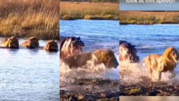 hippo