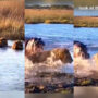 Unbelievable viral video of one hippo fighting three lions