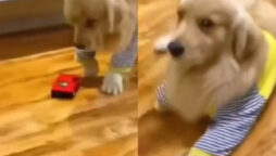 Viral Video: Dog Is Hit By Toy Car, Limps, Falls Down