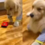 Viral Video: Dog Is Hit By Toy Car, Limps, Falls Down