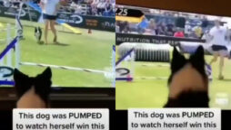 Dog is so happy to see herself winning dog games