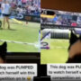 Dog is so happy to see herself winning dog games