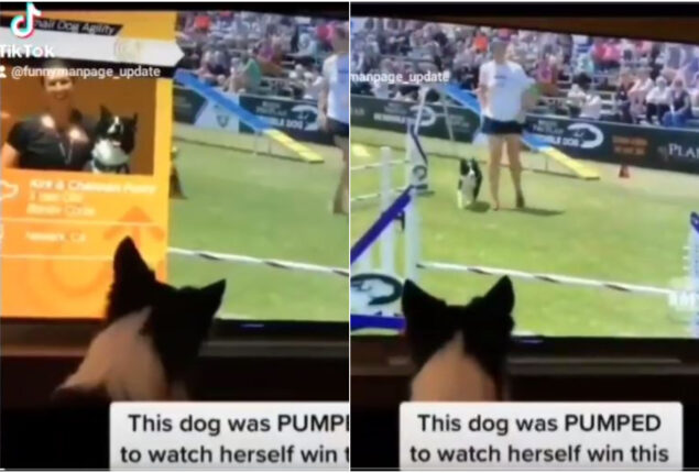 Watch viral: Dog getting very excited as it watches video of herself on TV