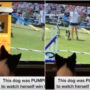 Watch viral: Dog getting very excited as it watches video of herself on TV