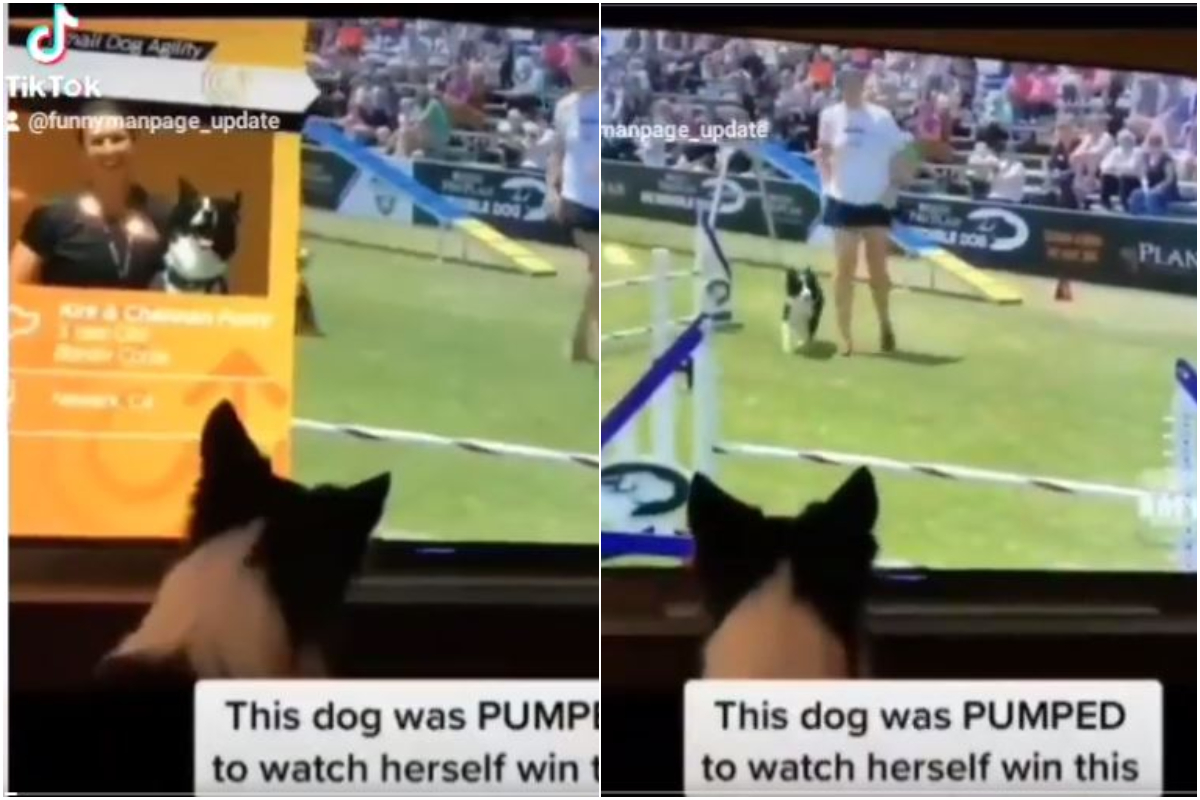 Dog watches TV