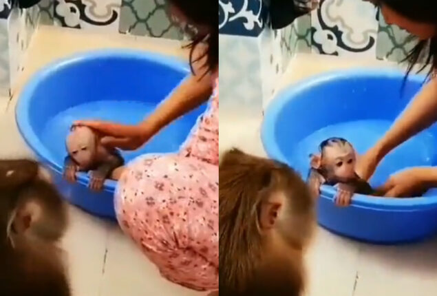 baby monkey