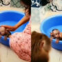 Lady bathes a baby monkey while its mother watches