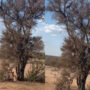 Watch: Leopard hunts Monkey with incredible backflip
