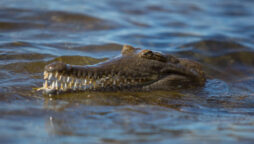 Crocodile bites teenager as army is sent to assist in rural areas