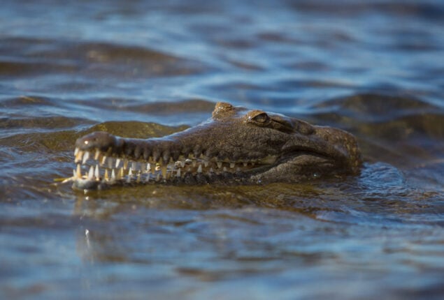 Crocodile bites teenager as army is sent to assist in rural areas