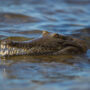 Crocodile bites teenager as army is sent to assist in rural areas