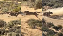 Cheetah hunting speed
