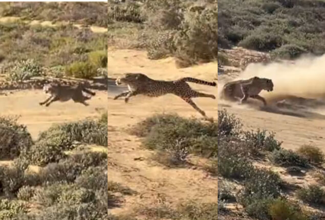 Watch viral: Cheetah hunting speed captured on camera as never before