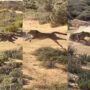 Watch viral: Cheetah hunting speed captured on camera as never before