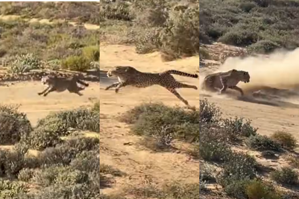 Cheetah hunting speed