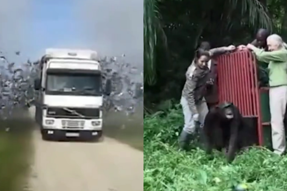 Animals back into wild