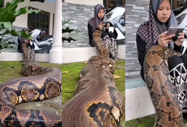 Python crosses young girl lap