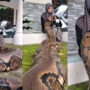 Watch: Python crosses young girl lap to other side goes viral