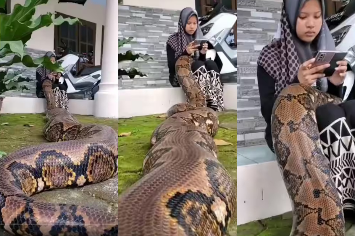 Python crosses young girl lap
