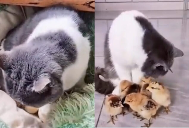 Watch: Journey of cat right from hatching eggs to playing mother to chicks goes viral