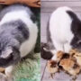 Watch: Journey of cat right from hatching eggs to playing mother to chicks goes viral