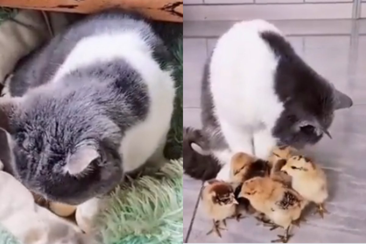 Journey of cat