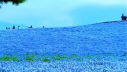 Watch: Breathtaking video of valley of blue flowers goes viral