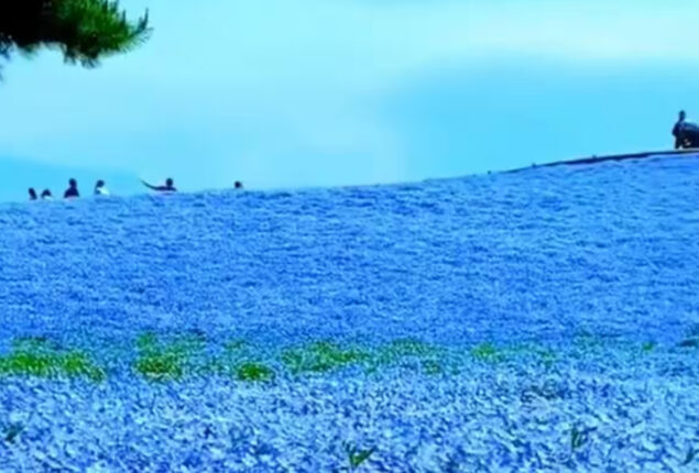 Watch: Breathtaking video of valley of blue flowers goes viral