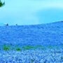Watch: Breathtaking video of valley of blue flowers goes viral