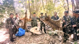 Thailand sentences five poachers for killing a tigress and her cub