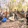 Thailand sentences five poachers for killing a tigress and her cub