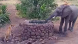 Watch viral: Elephant scares lioness away by spraying her with water