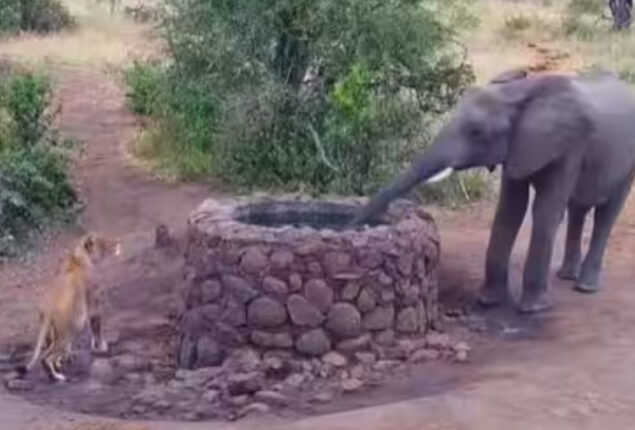 Watch viral: Elephant scares lioness away by spraying her with water