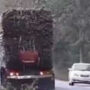 Watch: Elephant blocking oncoming trucks in order to steal sugarcane goes viral