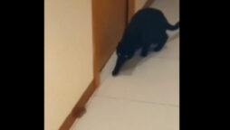 Cat chasing mouse