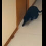 Watch Viral: Cat immediately chasing mouse in hilarious way