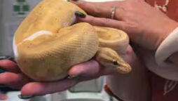 Watch: Python discovered behind refrigerator gone viral