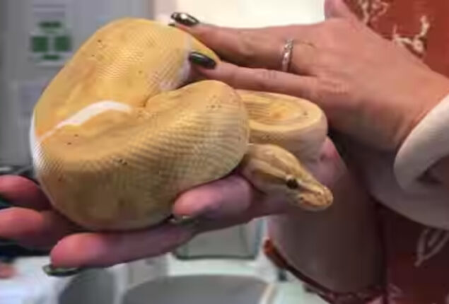 Watch: Python discovered behind refrigerator gone viral