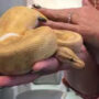 Watch: Python discovered behind refrigerator gone viral