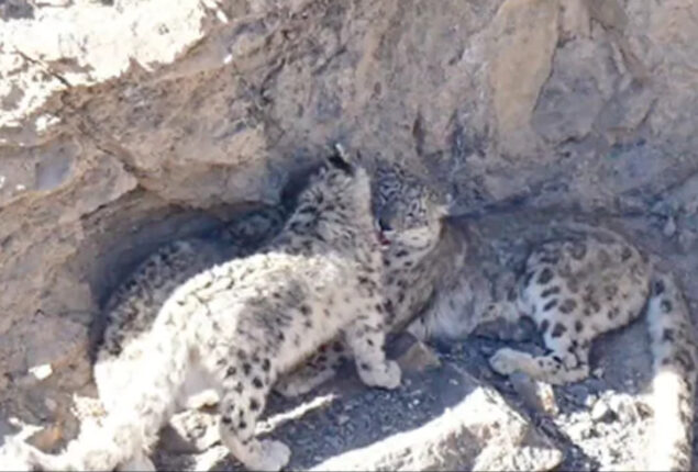 Amazing video: Snow leopard cubs spotted in mountain goes viral