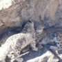 Amazing video: Snow leopard cubs spotted in mountain goes viral