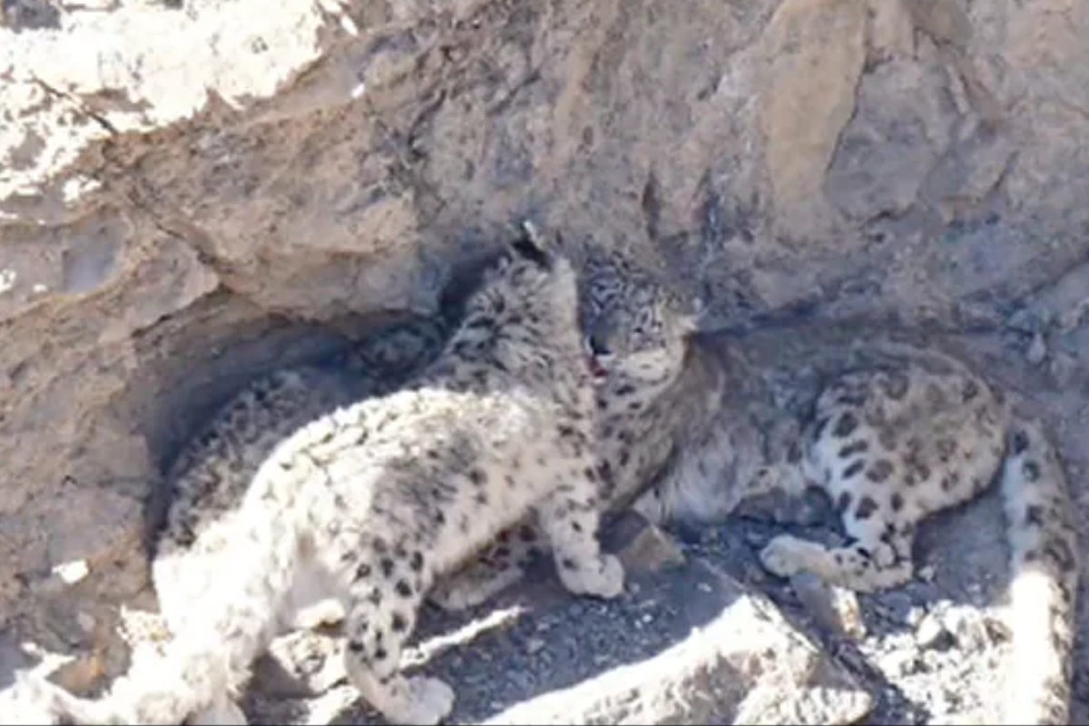 Snow leopard cubs