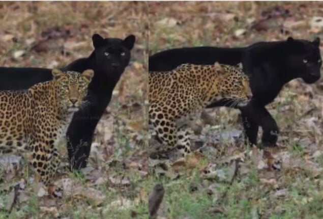 Incredible video: Stunning black panther and leopard strolling side by side goes viral