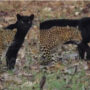 Incredible video: Stunning black panther and leopard strolling side by side goes viral
